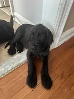 Dark Blue collar male, a male Labradoodle for sale in Brooklyn, NY – Photo 6 of 10