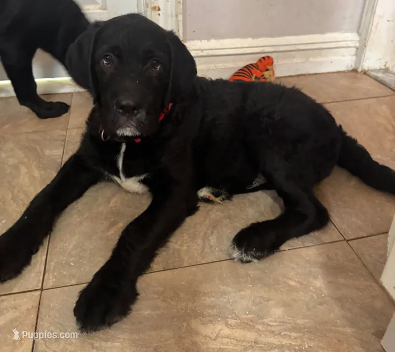 Bentley – Cane Corso, Labradoodle puppy for sale in Brooklyn, NY