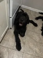Buddy , a male Labradoodle for sale in Brooklyn, NY – 5 of 10