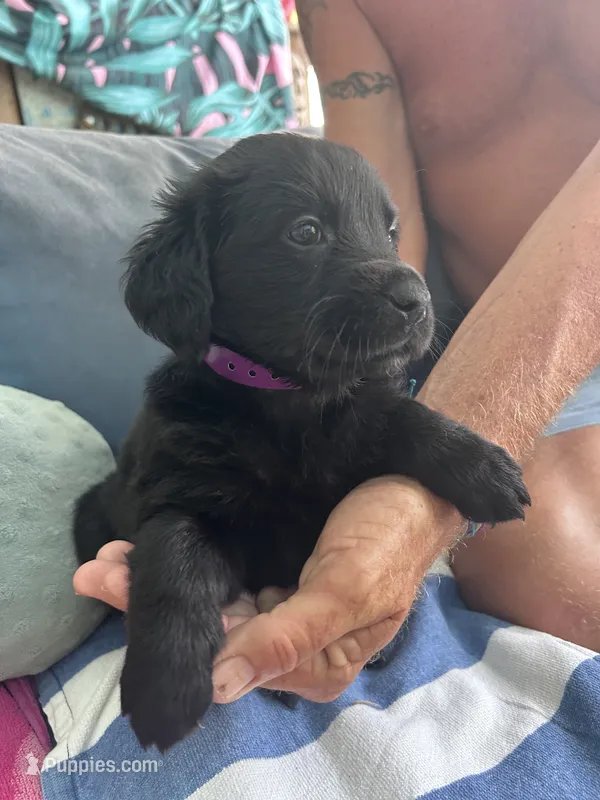 Purple  – Golden Retriever, Labrador Retriever puppy for sale in Hudson, FL