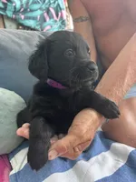 Purple , a female Golden Retriever and Labrador Retriever for sale in Hudson, FL – 1 of 1