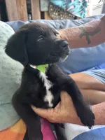 Light green , a male Golden Retriever and Labrador Retriever for sale in Hudson, FL – 1 of 2