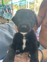 Pink 2, a female Golden Retriever and Labrador Retriever for sale in Hudson, FL – 1 of 1
