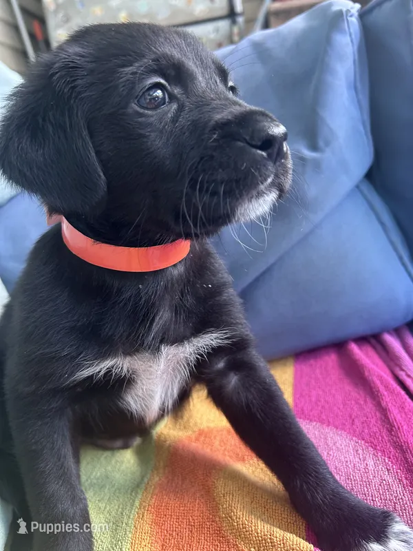 Butterz – Golden Retriever, Labrador Retriever puppy for sale in Hudson, FL