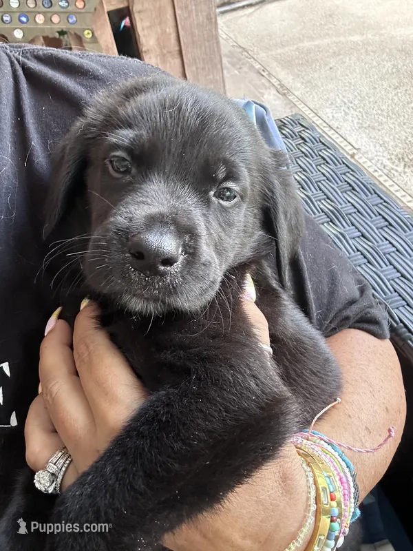 Blue cheese  – Golden Retriever, Labrador Retriever puppy for sale in Hudson, FL