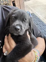 Blue cheese , a male Golden Retriever and Labrador Retriever for sale in Hudson, FL – 1 of 1