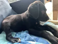 Toast Malone, a female Golden Retriever and Labrador Retriever for sale in Hudson, FL – 2 of 2