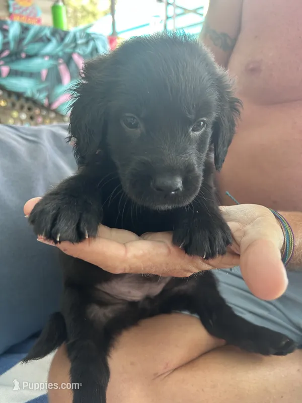 Pink 1  – Golden Retriever, Labrador Retriever puppy for sale in Hudson, FL