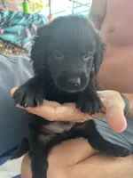 Pink 1 , a female Golden Retriever and Labrador Retriever for sale in Hudson, FL – 1 of 1