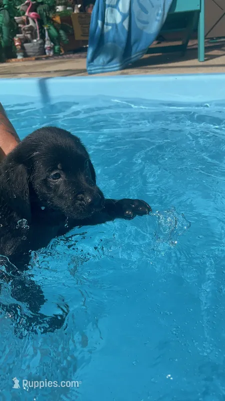 Blue cheese  – Golden Retriever, Labrador Retriever puppy for sale in Hudson, FL