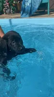 Blue , a male Golden Retriever and Labrador Retriever for sale in Hudson, FL – 1 of 3