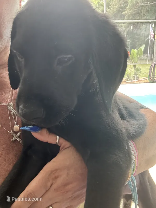 Toast Malone – Golden Retriever, Labrador Retriever puppy for sale in Hudson, FL