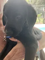 Toast Malone, a female Golden Retriever and Labrador Retriever for sale in Hudson, FL – 1 of 2