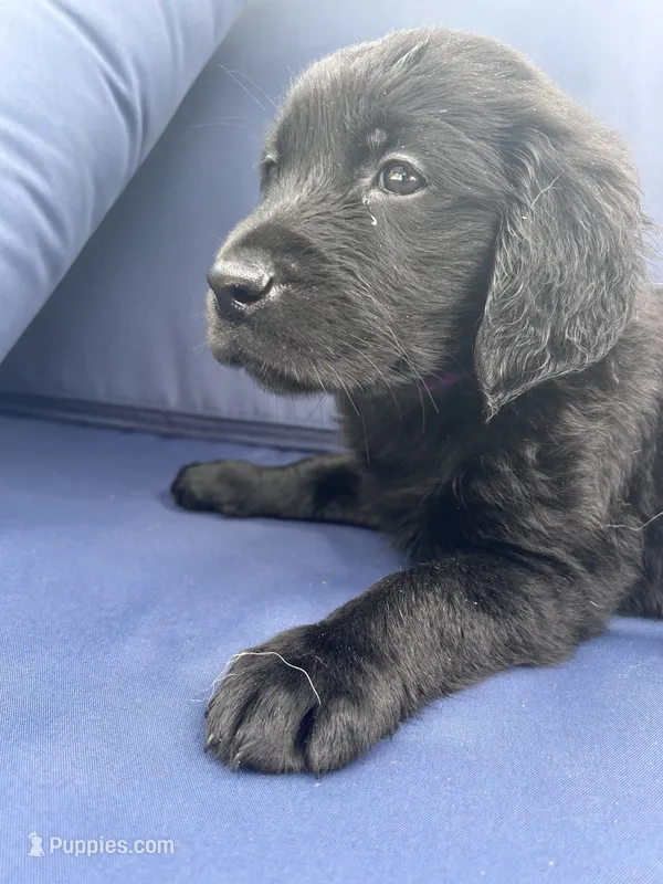 Purple  – Golden Retriever, Labrador Retriever puppy for sale in Hudson, FL