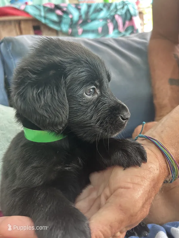 Dark green  – Golden Retriever, Labrador Retriever puppy for sale in Hudson, FL