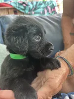 Dark green , a male Golden Retriever and Labrador Retriever for sale in Hudson, FL – 1 of 1