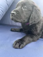 Purple Patty, a female Golden Retriever and Labrador Retriever for sale in Hudson, FL – 3 of 3