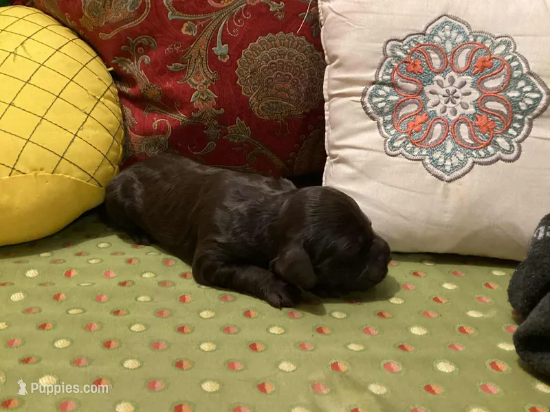Ruby – Boykin Spaniel puppy for sale in Winston-Salem, NC