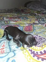 Dottie, a female Boykin Spaniel for sale in Winston-Salem, NC – 2 of 2