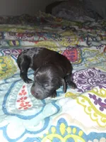 Dottie, a female Boykin Spaniel for sale in Winston-Salem, NC – 1 of 2