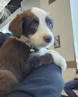 Maggie, a female Pembroke Welsh Corgi and Miniature Aussiedoodle for sale in Boise, ID – Photo 2 of 4