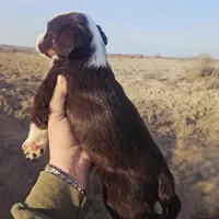 Magnolia, a female Pembroke Welsh Corgi for sale in Boise, ID – Photo 2 of 2