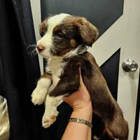 Maggie, a female Pembroke Welsh Corgi and Miniature Aussiedoodle for sale in Boise, ID – Photo 1 of 4