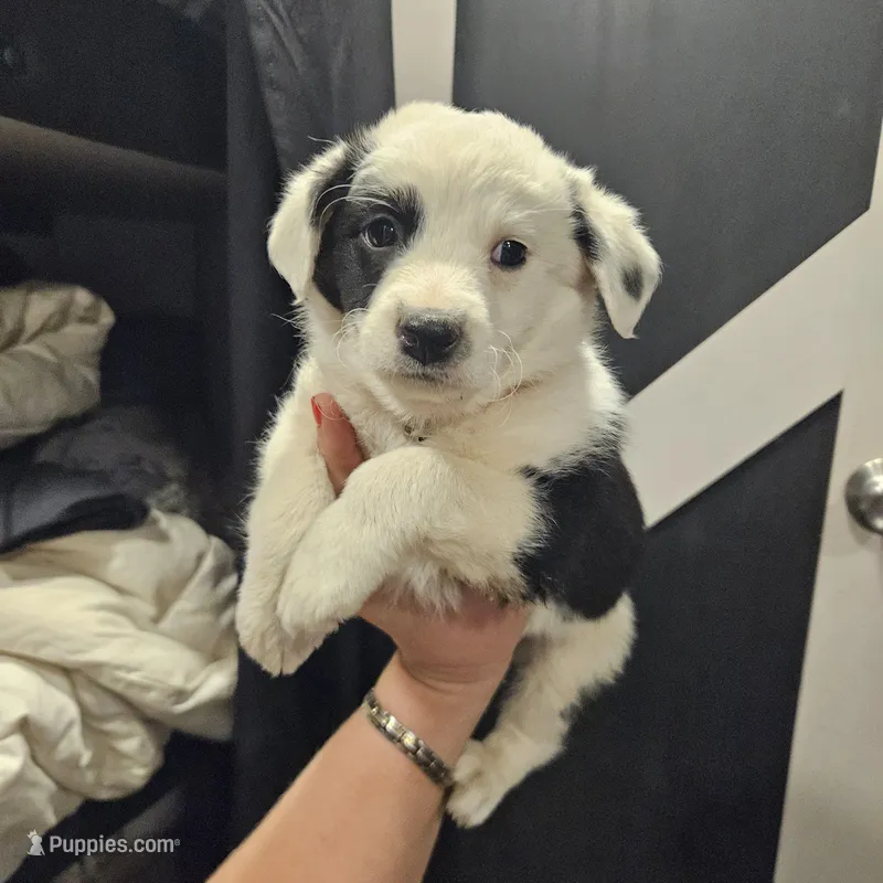 Dallie , a female Pembroke Welsh Corgi and Miniature Aussiedoodle for sale in Boise, ID – Photo 1 of 4