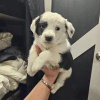 Dallie , a female Pembroke Welsh Corgi and Miniature Aussiedoodle for sale in Boise, ID – Photo 1 of 4