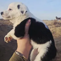 Flora, a female Pembroke Welsh Corgi for sale in Boise, ID – Photo 2 of 2