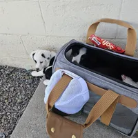 Dallie , a female Pembroke Welsh Corgi and Miniature Aussiedoodle for sale in Boise, ID – Photo 2 of 4