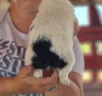 Rainier, a female Poodle - Miniature  and Miniature Aussiedoodle for sale in Boise, ID – 3 of 3
