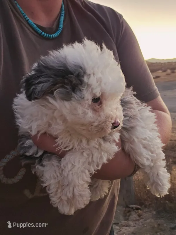 Loki, a male Poodle - Toy  and Miniature Aussiedoodle for sale in Boise, ID – 1 of 3