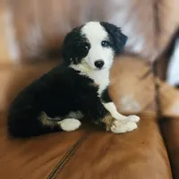 Denali, a male Poodle - Miniature  and Miniature Aussiedoodle for sale in Boise, ID – 2 of 5