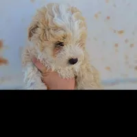 Zeus, a male Poodle - Toy  and Miniature Aussiedoodle for sale in Boise, ID – 3 of 3
