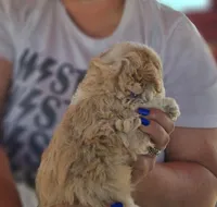 Canyon, a female Poodle - Miniature  and Miniature Aussiedoodle for sale in Boise, ID – 3 of 3
