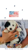 Glacier, a male Poodle - Miniature  and Miniature Aussiedoodle for sale in Boise, ID – 4 of 5