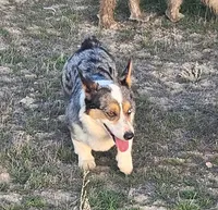 Ducky, a female Cardigan Welsh Corgi and Pembroke Welsh Corgi for sale in Boise, ID – Photo 4 of 4