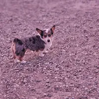 Ducky, a female Cardigan Welsh Corgi and Pembroke Welsh Corgi for sale in Boise, ID – Photo 2 of 4