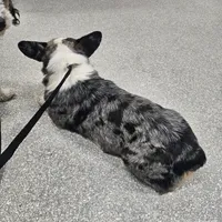Ducky, a female Cardigan Welsh Corgi and Pembroke Welsh Corgi for sale in Boise, ID – Photo 3 of 4