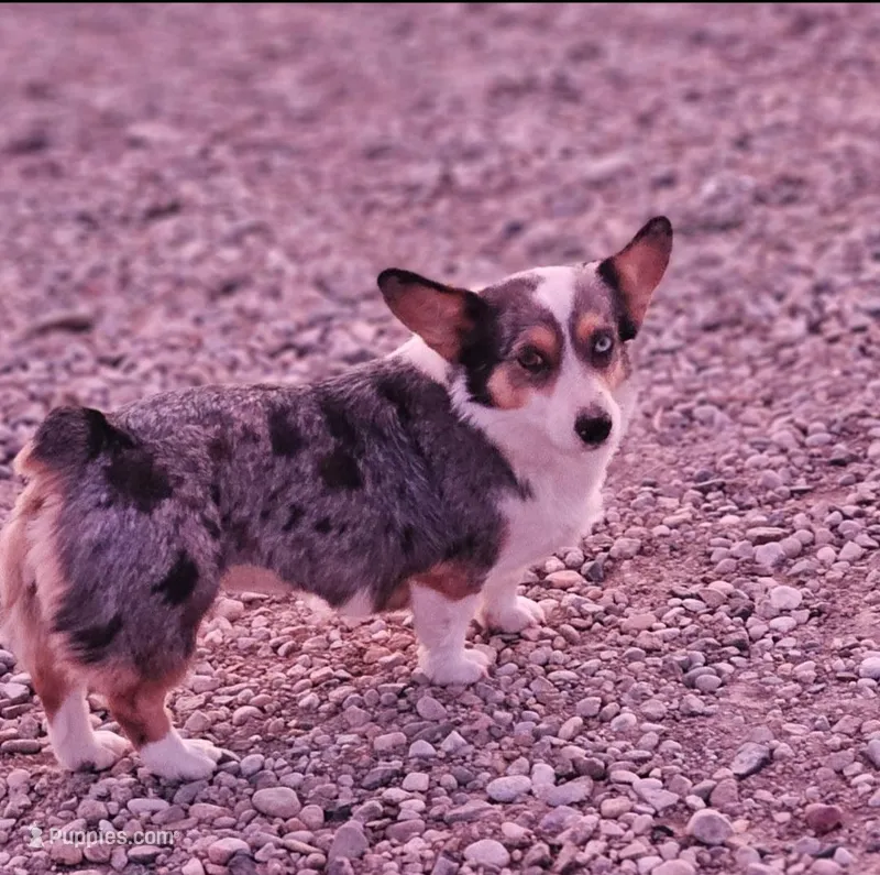 Ducky – Cardigan Welsh Corgi, Pembroke Welsh Corgi puppy for sale in Boise, ID