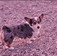 Ducky, a female Cardigan Welsh Corgi and Pembroke Welsh Corgi for sale in Boise, ID – Photo 1 of 4
