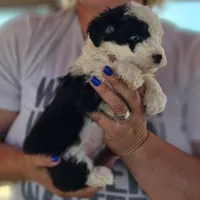 Glacier, a male Poodle - Miniature  and Miniature Aussiedoodle for sale in Boise, ID – 5 of 5