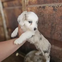 Millie, a female Pembroke Welsh Corgi and Miniature Aussiedoodle for sale in Boise, ID – 2 of 3