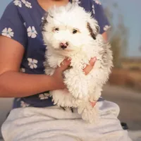 Loki, a male Poodle - Toy  and Miniature Aussiedoodle for sale in Boise, ID – 3 of 3