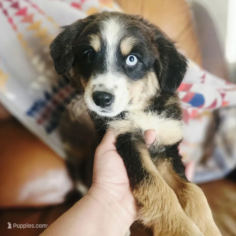 Todd – Pembroke Welsh Corgi, Miniature Australian Shepherd puppy for sale in Boise, ID