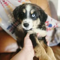 Todd, a male Pembroke Welsh Corgi and Miniature Australian Shepherd for sale in Boise, ID – 1 of 2