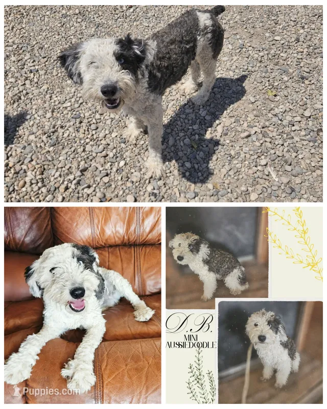 DB – Sheepadoodle, Miniature Aussiedoodle puppy for sale in Boise, ID