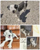 DB, a male Sheepadoodle and Miniature Aussiedoodle for sale in Boise, ID – 1 of 1