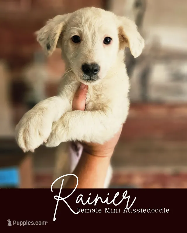 Rainier – Poodle - Miniature , Miniature Aussiedoodle puppy for sale in Boise, ID